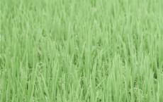 第七条猎狗读后感