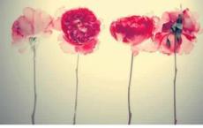 我的姐姐观后感