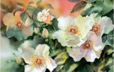 专业技术工作报告