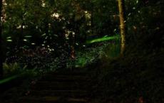 助残日活动方案