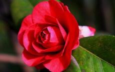 孝女彩金观后感