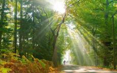 中班上学期班务计划