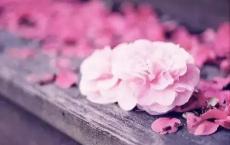 彩色的翅膀读后感