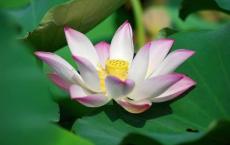 最美乡村教师观后感