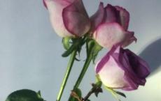 我为谁工作读后感