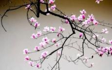 聊斋志异读后感