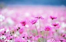 生本教育心得体会