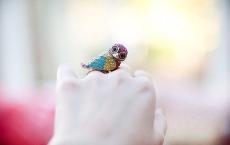 拼音教学方法与步骤