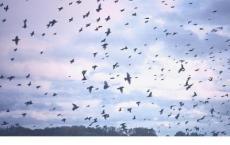 小班下学期幼儿评语