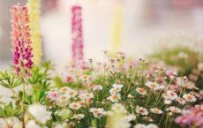 少年闰土读后感