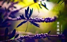 朝花夕拾读后感300字