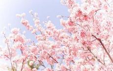 大个子老鼠小个子猫读后感