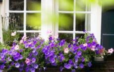 柳林风声读后感