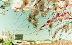 保姆狗的阴谋读后感