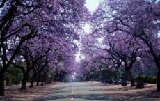 西游记读后感800字