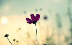 叶落成秋，片片相思