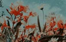 读西游记有感500字