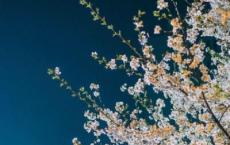 读朝花夕拾有感