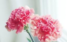 骆驼祥子读后感600字