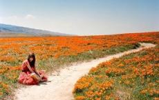 宝葫芦的秘密读后感