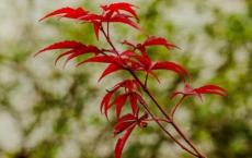 中国的世界文化遗产长城