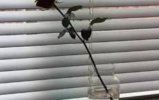 时代广场的蟋蟀读后感