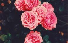 只是换了一个地方生活