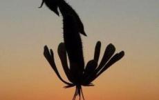 我是一个采购，吃完苦中苦，终于成为了人下人