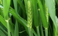 隋炀帝杨广的评价？杨广是不是一个无能的人？在位期间有什么作为