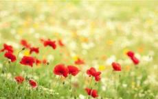 宋英宗赵曙简介 赵曙是怎么死的？