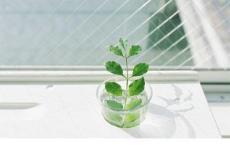 童声演绎《大中国》