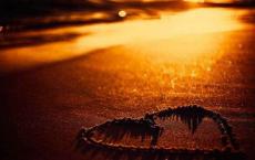 花开花落， 总有时光相伴