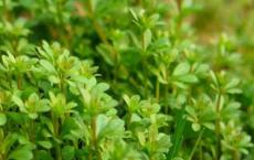 秦昭襄王是个怎样的人 关于秦昭襄王的故事有哪些