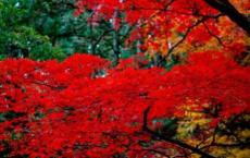 皇太极是怎么继位的？皇太极建国为什么“清”？