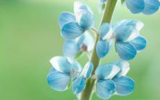 秦武王的妻子是谁他的儿子是谁 秦武王的生平事迹