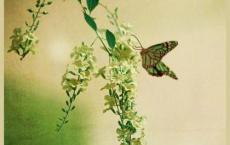 ╭*★*╯你眸中的波光艳潋，我心头的惊鸿莽天 ╭*★*╯