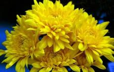 李俶和李豫是同一个人吗？唐代宗生平简介