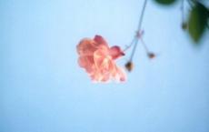 辛勤劳作的“蜜蜂”