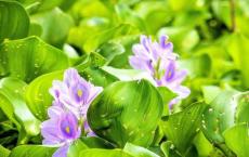 微博卖菜:新潮农民创业之路