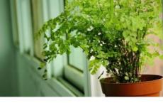 晋文公重耳一共有多少个儿子？他死后谁当上了国君？