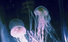 秦始皇如果不死，项羽和刘邦起义能否成功？秦始皇在位的贡献