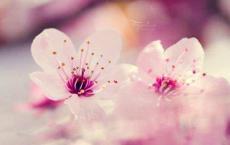 淡忘的童年 幸福而忧伤