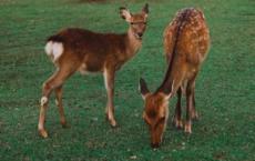 赵惠文王的名字是什么？他是怎么死的呢？