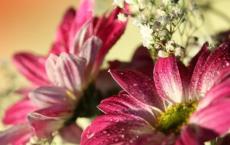 历史上秦王子婴是谁 秦王子婴的身世是什么