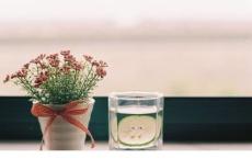 写在最后的日子 · 山茶般的美好