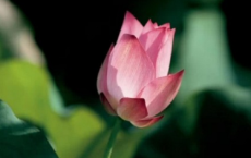 晚上看月亮的经典句子诗句 月字飞花令诗句大全