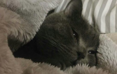 识秋，以素心