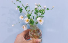 冷梅清竹