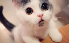 秋天.父亲.油画-橄榄梦散文精选