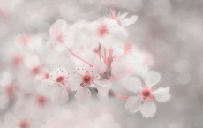 他人-张抗抗散文精选
